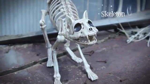 This cat has had his 9 lives, now he is nothing but a skeleton. He lost a few lives while working as a witch's assistant. Another he lost trying to climb the tallest tree in town for a good view. The other lives that he lost, he;d rather not talk about. He doesn't get into much trouble these days, since all that's left of him is this skeleton, but he will faithfully ward off any would be intruders without hesitation.